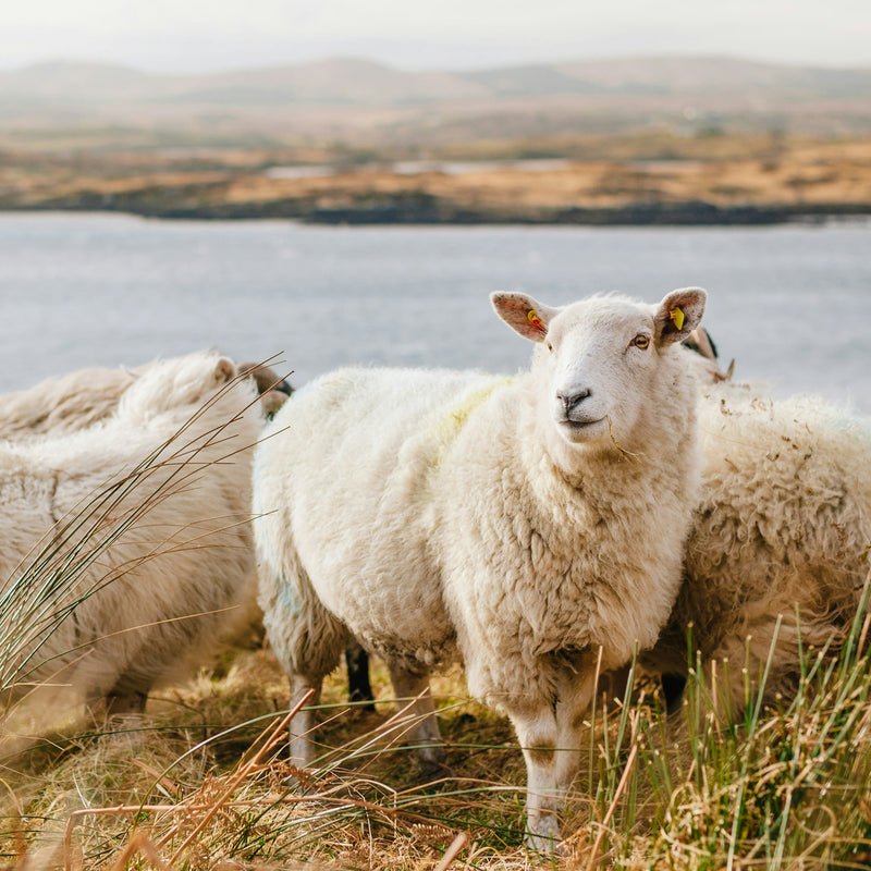 Sheep on a grassy hill overlooking a body of water and hills 